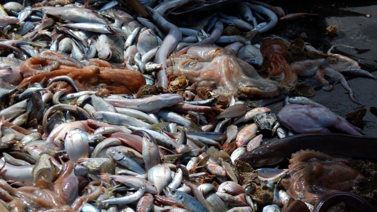 Salt-Water Fish Extinction Seen By 2048