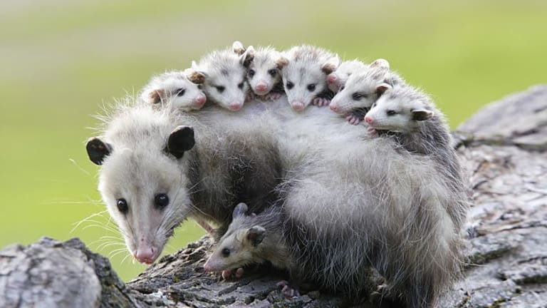 Study: Opossums are Our Best Defense Against Lyme Disease
